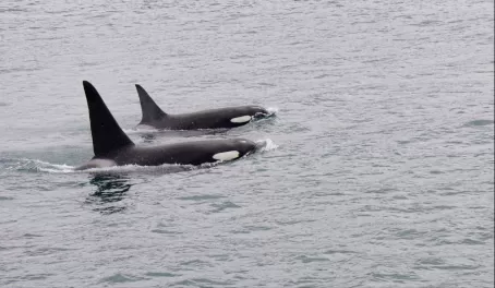 Orcas on the way to George Islands