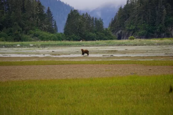 Brown bear near Fern Harbor.