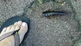 1/2 of a Galapagos centipede