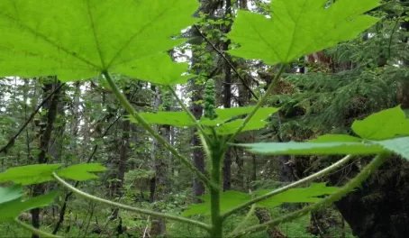 Alaskan rainforest