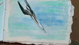 diving booby, acrylics and colored pencil