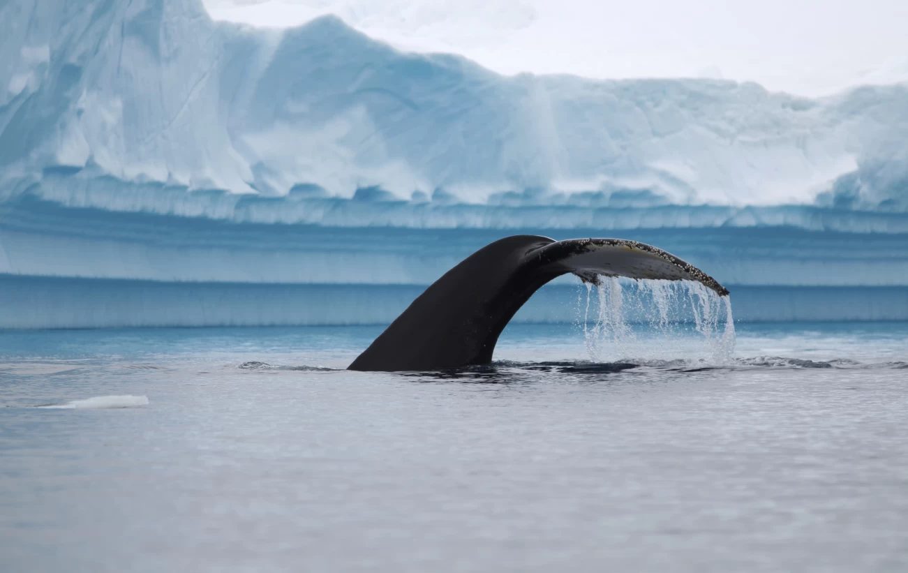 Whale sighting in Polar waters!