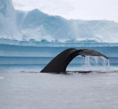 Whale sighting in Polar waters!