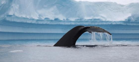 Whale sighting in Polar waters!