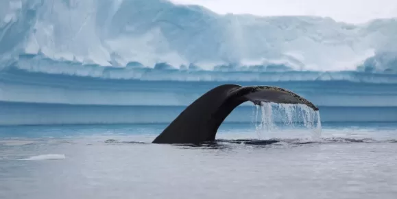 Whale sighting in Polar waters!