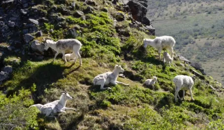 Goats in Denali.