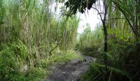 Sugar Cane Walkway