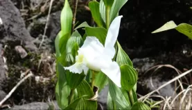 Orchid