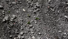 Ants