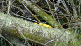 Yellow Eyelast Pit Viper