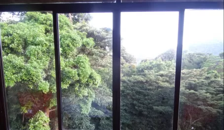 View of the cloudforest