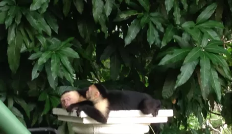 Napping Capuchin Monkeys