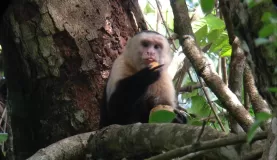 Capuchin eating a mango