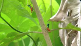 Rainbow grasshoppers