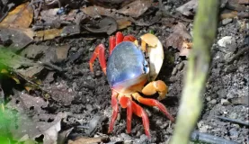 Land crab