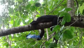 Capuchin with candy