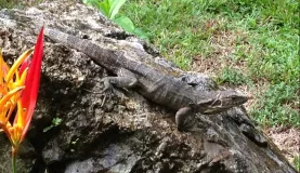 Another lizard!