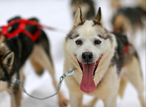 Sled dogs
