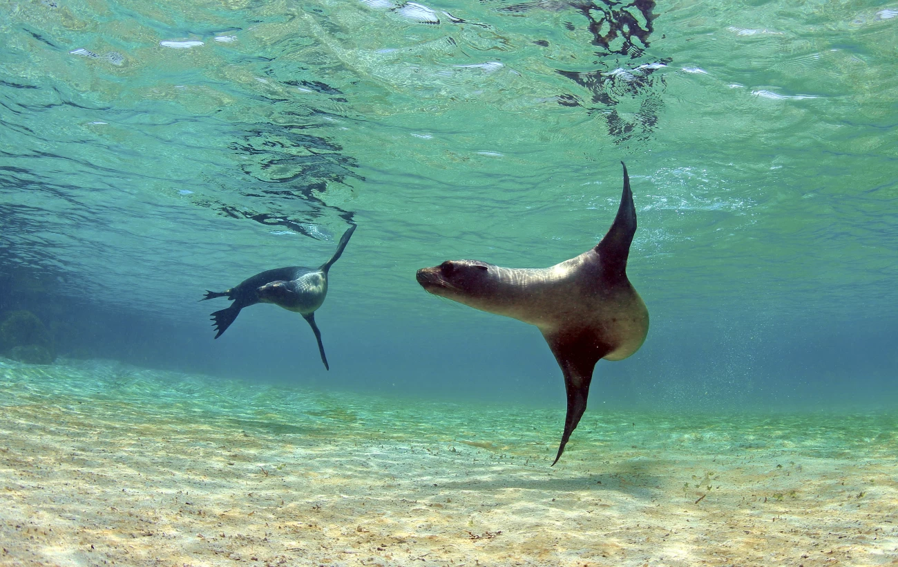 Playful sea lions