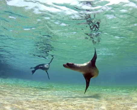 Playful sea lions