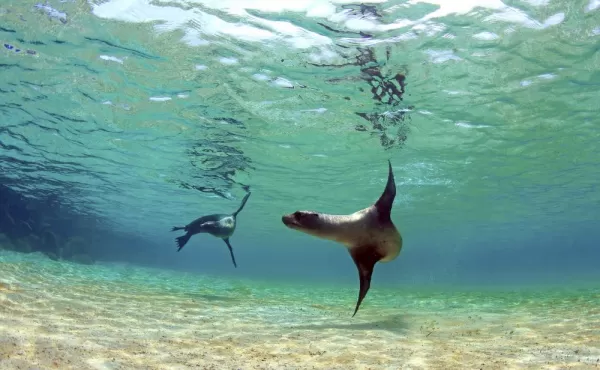 Playful sea lions