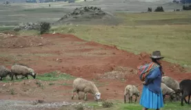 Peruvian Life