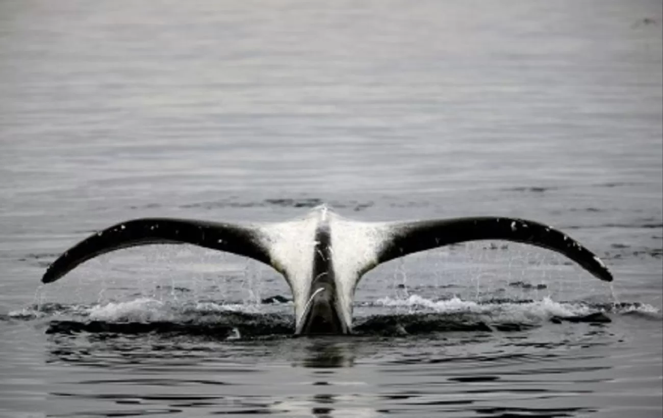 Bowhead whales