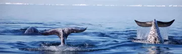 Narwhal diving under floe edge