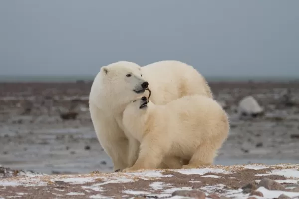 Playful Polar bears