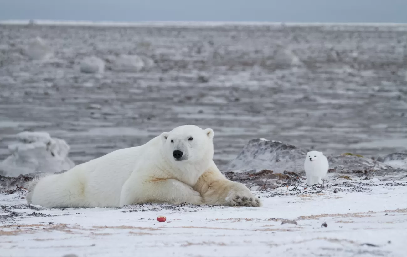 Arctic Tour - Kings of the Arctic: Polar Bears, Whales and Walrus Safari  Tour.