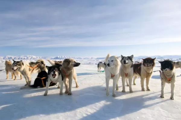 Arctic Activities - Dog Sledding