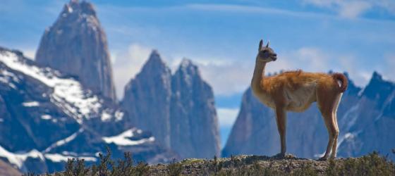 Guanaco in Torres del Paine