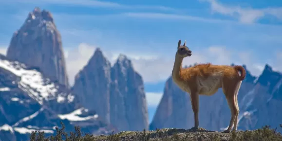 Guanaco in Torres del Paine