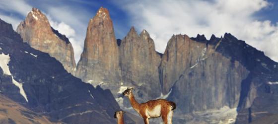 Guanaco in Torres del Paine