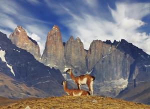 Guanaco in Torres del Paine