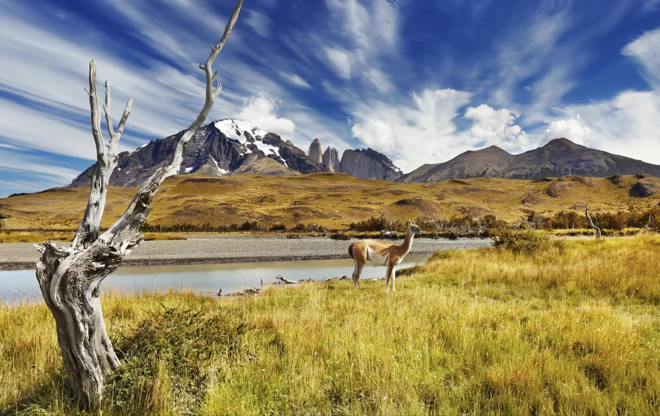 The Ultimate Guide to Torres del Paine National Park [2024]