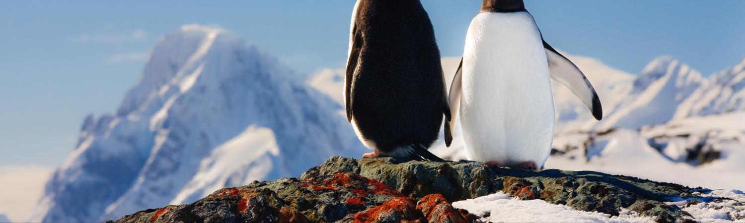 Posts Tagged ‘chinstrap penguin’