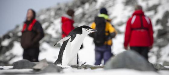 Penguins and passengers