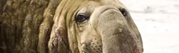 Elephant seal close up