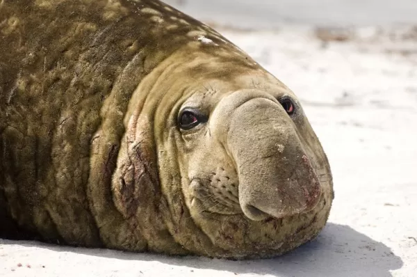 Elephant seal close up