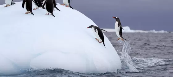 Jumping penguins