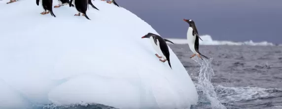 Jumping penguins