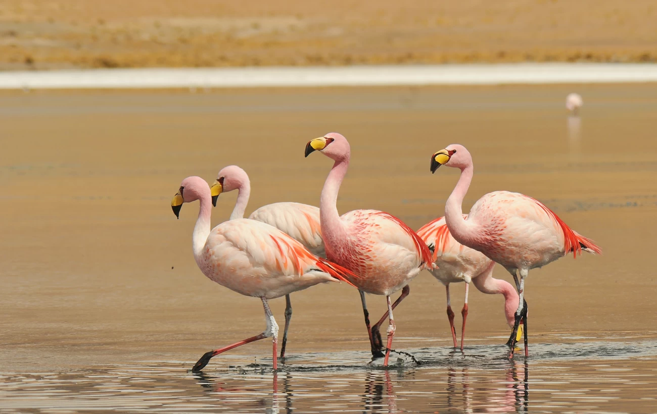 Flamingos in Bolivia's Salt Flats
