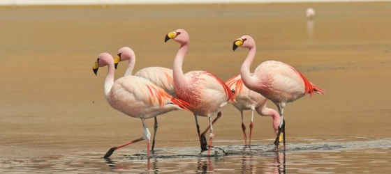 Flamingos in Bolivia's Salt Flats