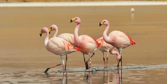 Flamingos in Bolivia's Salt Flats