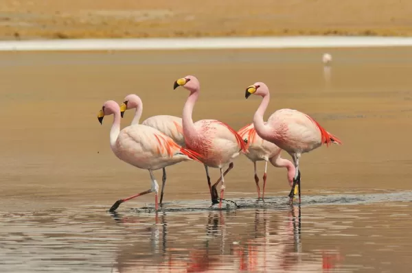 Flamingos in Bolivia's Salt Flats