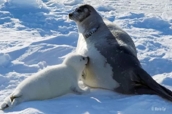 Harp Seal Pup Nursing