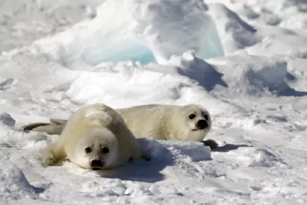 Two baby harp seals
