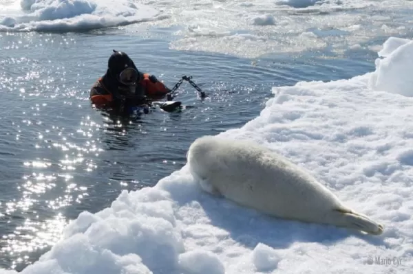 Baby Harp Seal with Diver