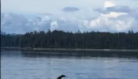 whale sighting!